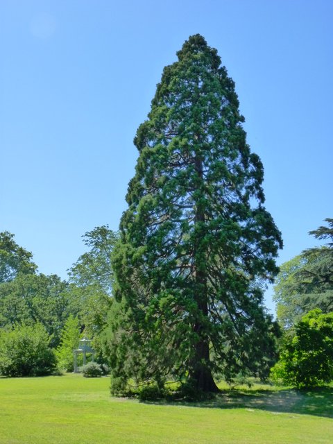 Sequoiadendron giganteum silhouette
